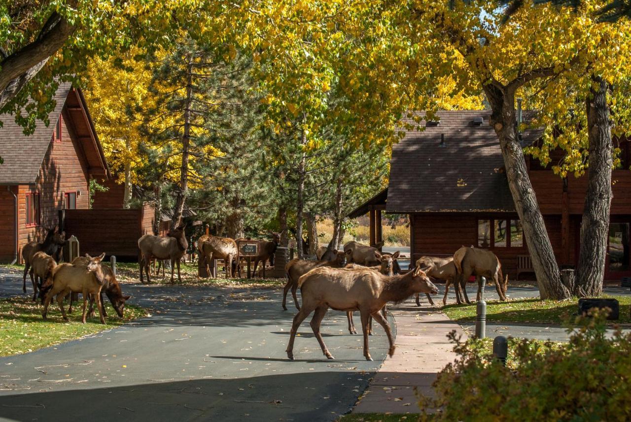 Rams Horn Village Resort Estes Park Exterior photo